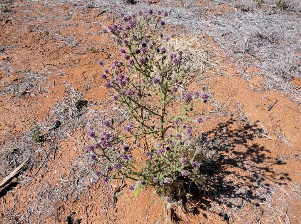 Apple Bush (Pterocaulon sphacelatum), Alice Springs, NT