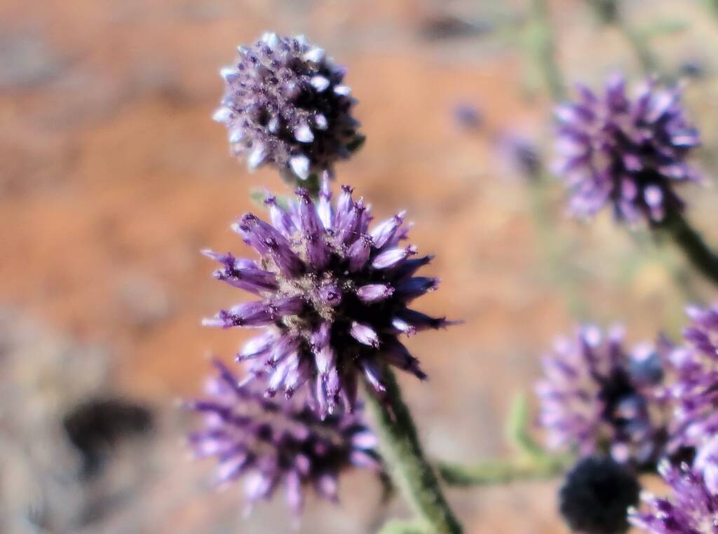 Apple Bush (Pterocaulon sphacelatum), Alice Springs, NT