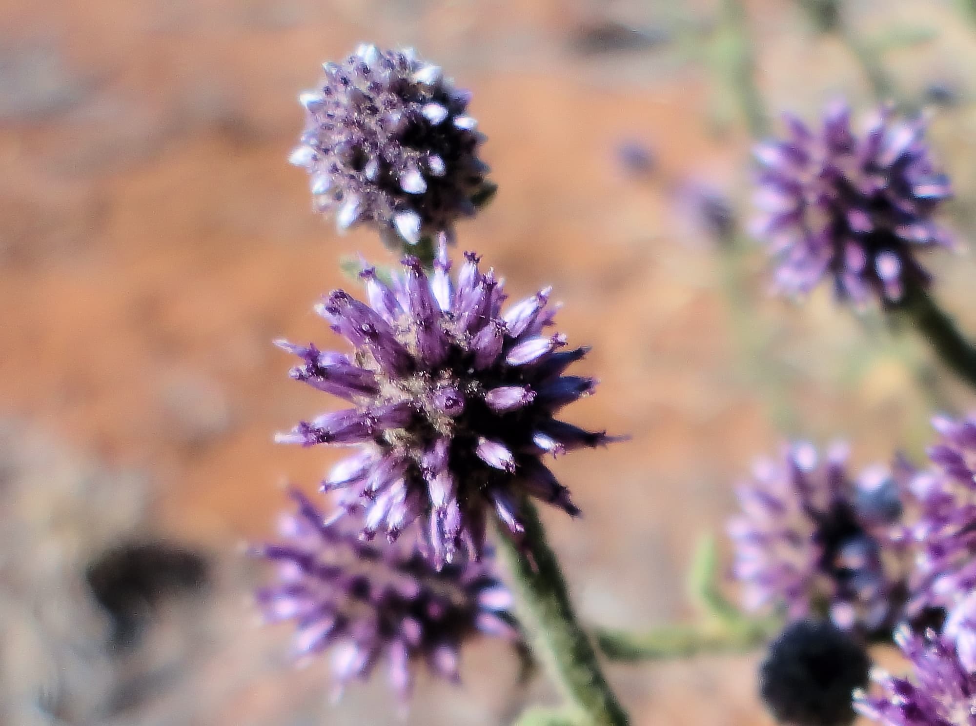 Apple Bush (Pterocaulon sphacelatum), Alice Springs, NT