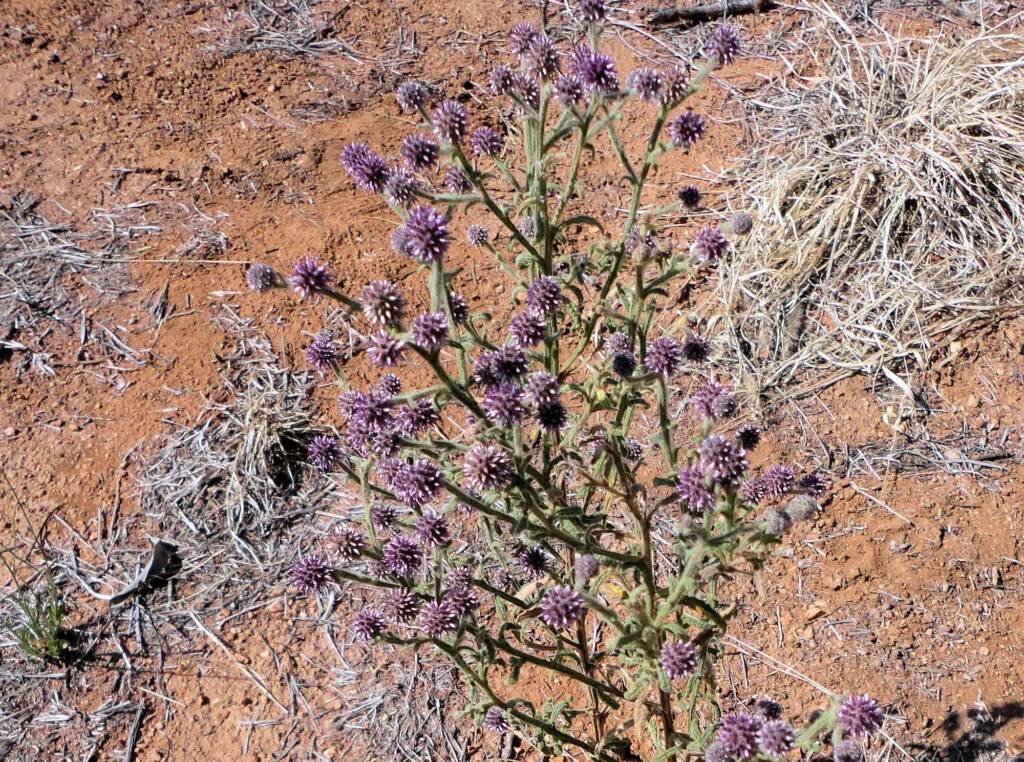 Apple Bush (Pterocaulon sphacelatum), Alice Springs, NT