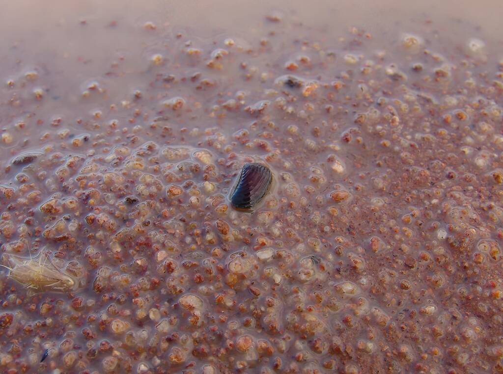 Clam Shrimp (class Branchiopoda, order/suborder Spinicaudata), Ilparpa Claypans, Central Australia