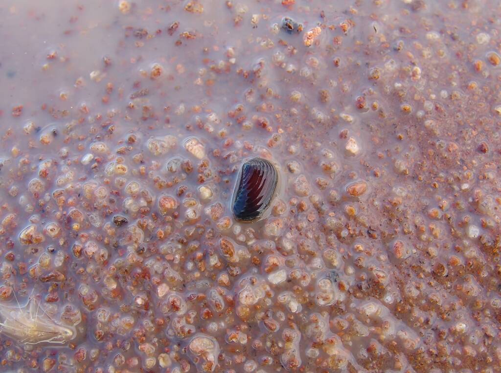 Clam Shrimp (class Branchiopoda, order/suborder Spinicaudata), Ilparpa Claypans, Central Australia