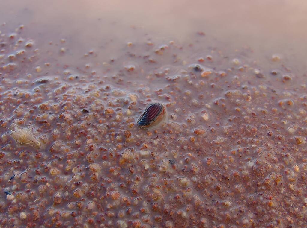 Clam Shrimp (class Branchiopoda, order/suborder Spinicaudata), Ilparpa Claypans, Central Australia