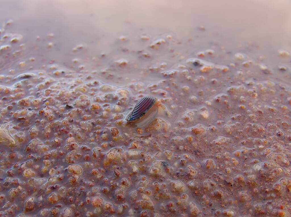 Clam Shrimp (class Branchiopoda, order/suborder Spinicaudata), Ilparpa Claypans, Central Australia