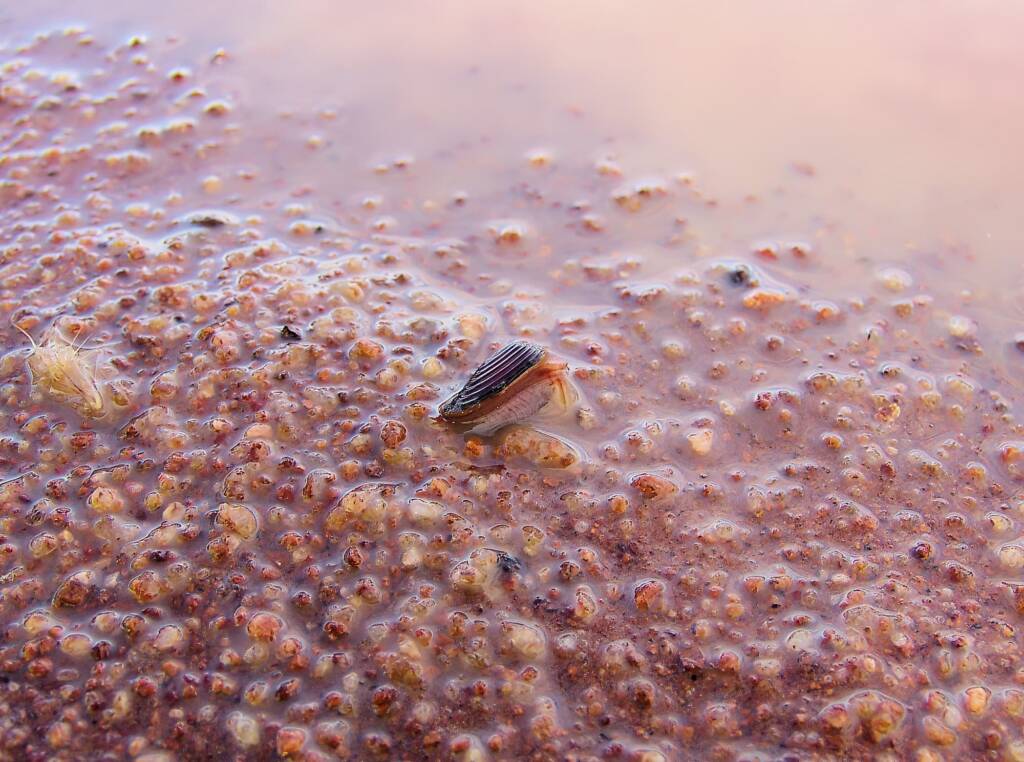 Clam Shrimp (class Branchiopoda, order/suborder Spinicaudata), Ilparpa Claypans, Central Australia