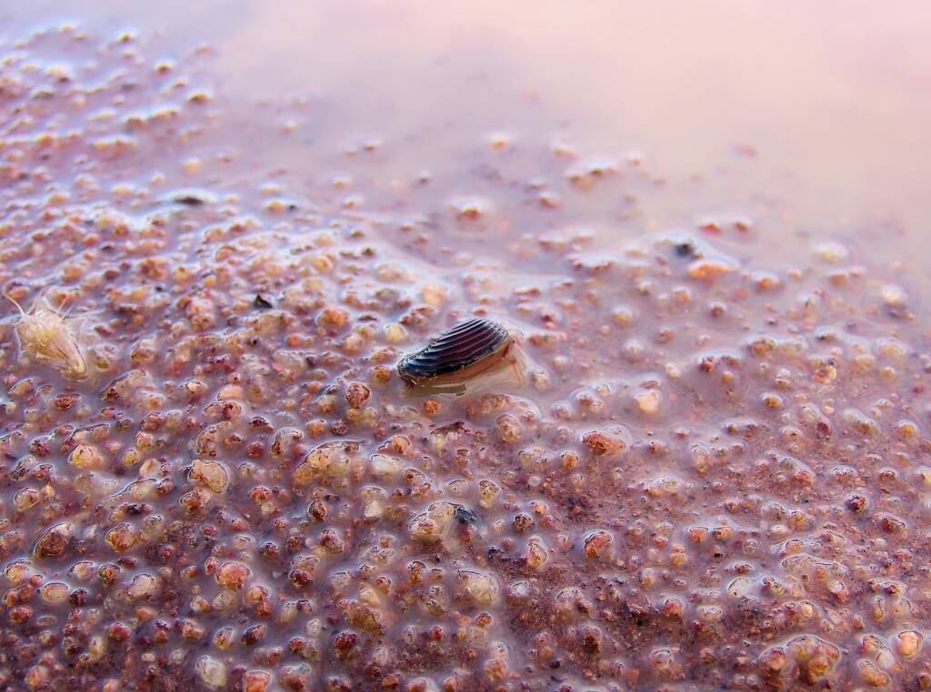 Clam Shrimp (class Branchiopoda, order/suborder Spinicaudata), Ilparpa Claypans, Central Australia