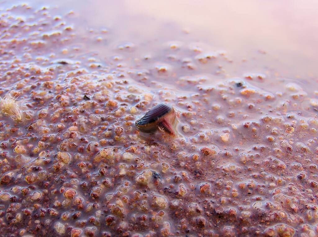 Clam Shrimp (class Branchiopoda, order/suborder Spinicaudata), Ilparpa Claypans, Central Australia