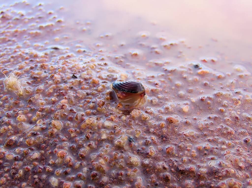 Clam Shrimp (class Branchiopoda, order/suborder Spinicaudata), Ilparpa Claypans, Central Australia