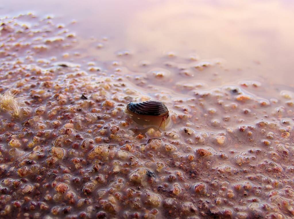 Clam Shrimp (class Branchiopoda, order/suborder Spinicaudata), Ilparpa Claypans, Central Australia