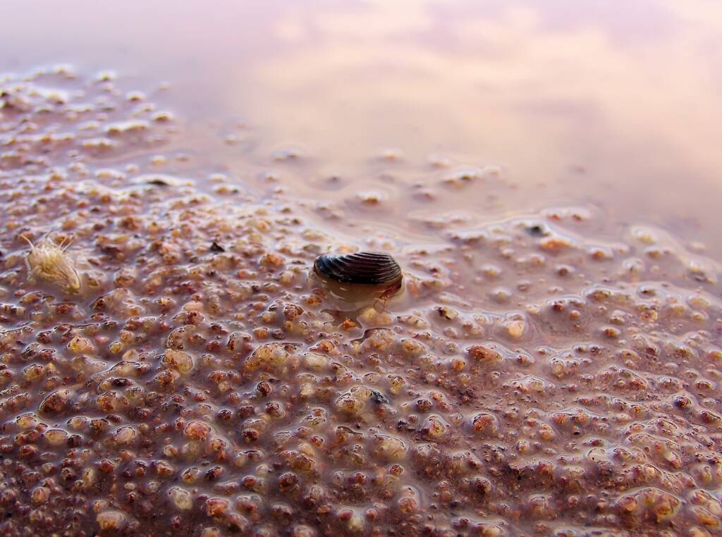 Clam Shrimp (class Branchiopoda, order/suborder Spinicaudata), Ilparpa Claypans, Central Australia