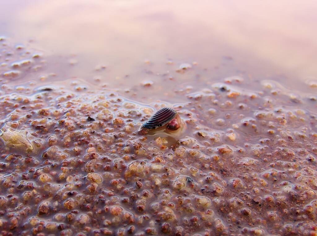 Clam Shrimp (class Branchiopoda, order/suborder Spinicaudata), Ilparpa Claypans, Central Australia