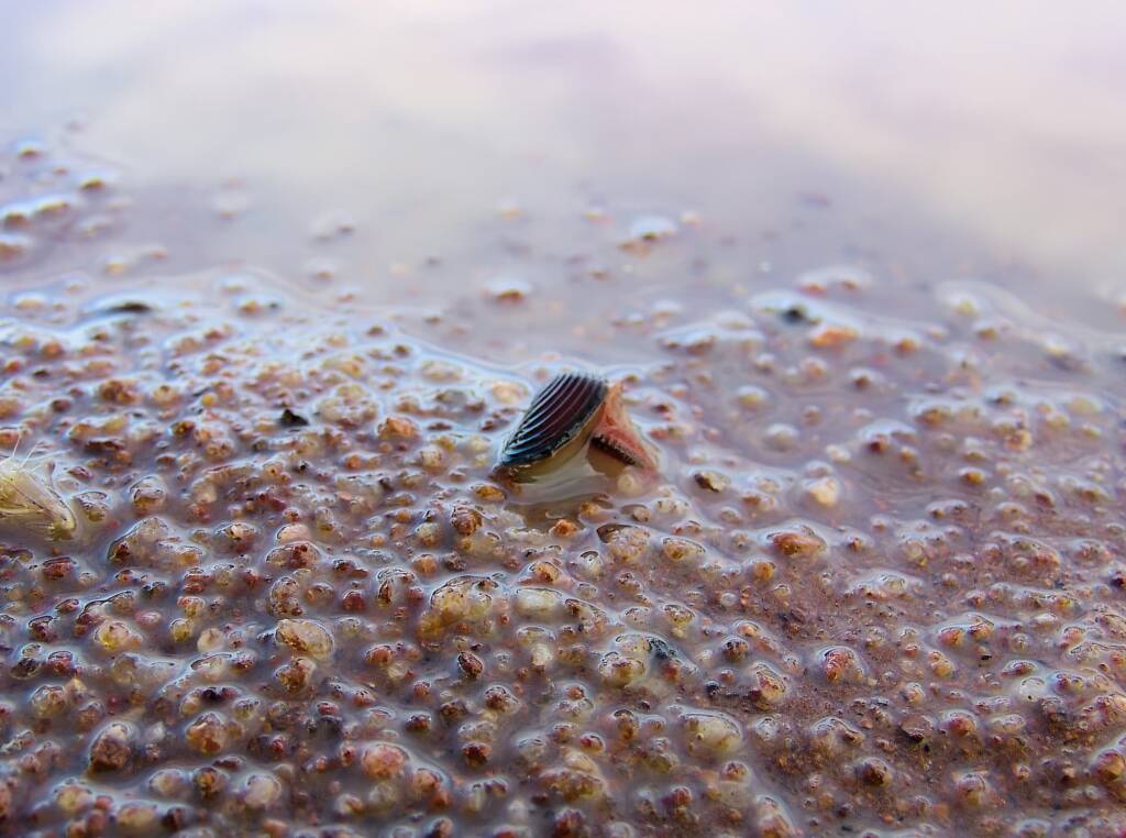 Clam Shrimp (class Branchiopoda, order/suborder Spinicaudata), Ilparpa Claypans, Central Australia