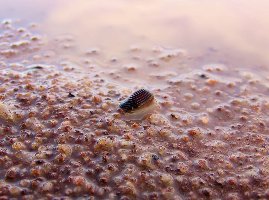 Clam Shrimp (class Branchiopoda, order/suborder Spinicaudata), Ilparpa Claypans, Central Australia