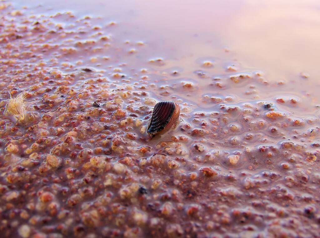 Clam Shrimp (class Branchiopoda, order/suborder Spinicaudata), Ilparpa Claypans, Central Australia