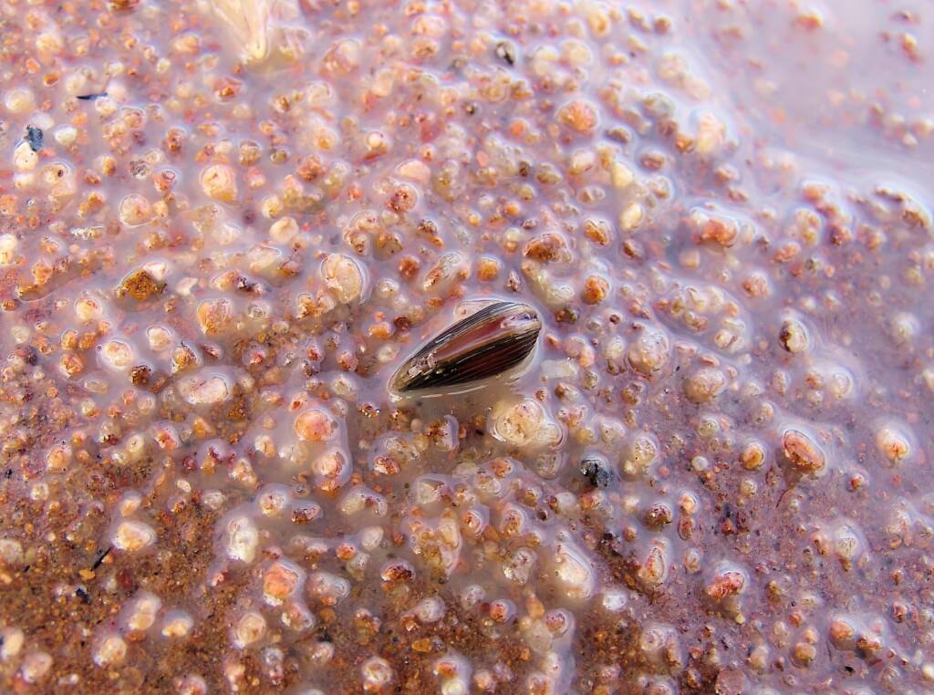 Clam Shrimp (class Branchiopoda, order/suborder Spinicaudata), Ilparpa Claypans, Central Australia