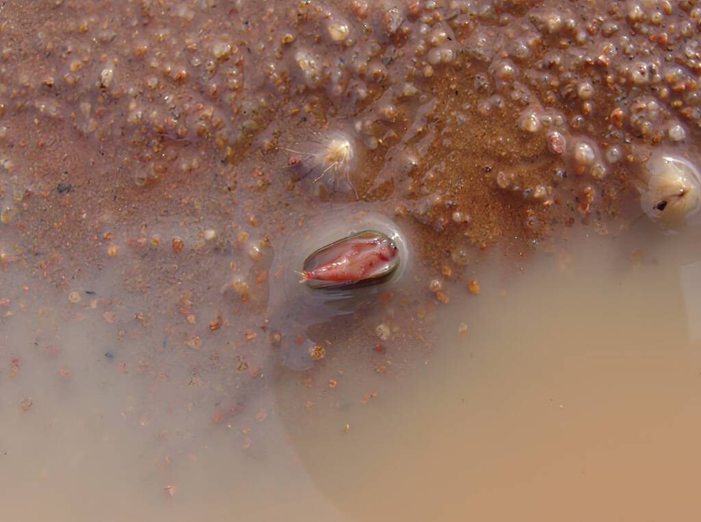 Clam Shrimp (class Branchiopoda, order/suborder Spinicaudata), Ilparpa Claypans, Central Australia