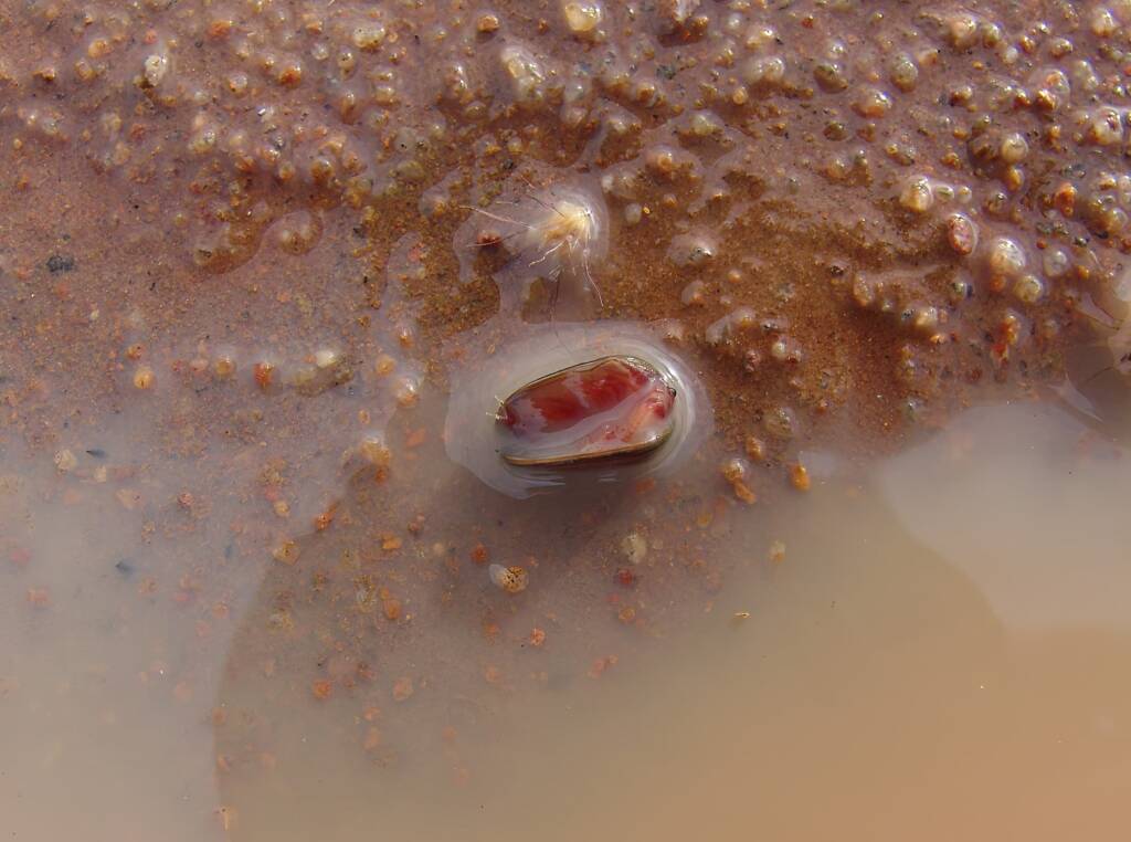 Clam Shrimp (class Branchiopoda, order/suborder Spinicaudata), Ilparpa Claypans, Central Australia