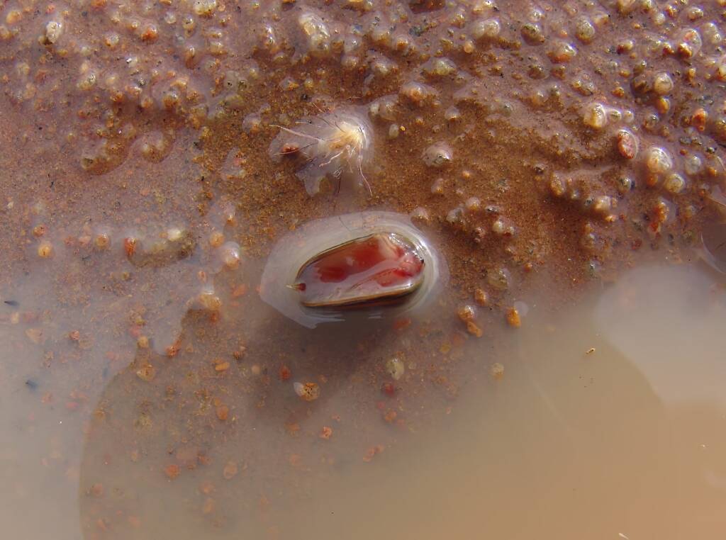 Clam Shrimp (class Branchiopoda, order/suborder Spinicaudata), Ilparpa Claypans, Central Australia