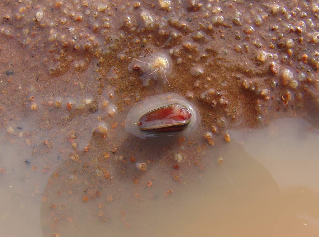 Clam Shrimp (class Branchiopoda, order/suborder Spinicaudata), Ilparpa Claypans, Central Australia