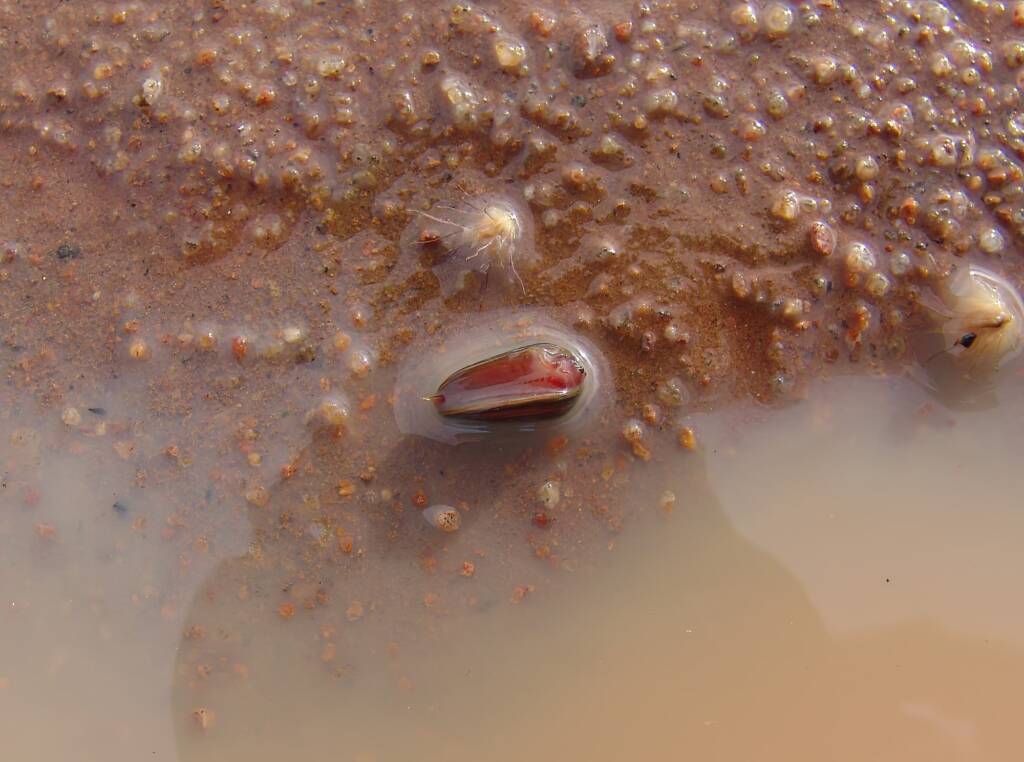 Clam Shrimp (class Branchiopoda, order/suborder Spinicaudata), Ilparpa Claypans, Central Australia