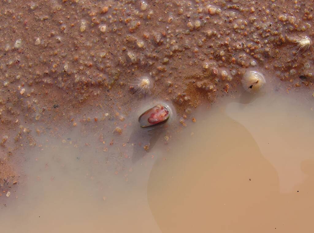 Clam Shrimp (class Branchiopoda, order/suborder Spinicaudata), Ilparpa Claypans, Central Australia