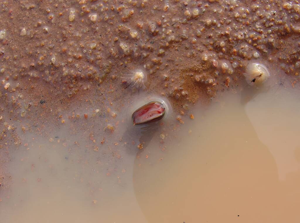Clam Shrimp (class Branchiopoda, order/suborder Spinicaudata), Ilparpa Claypans, Central Australia