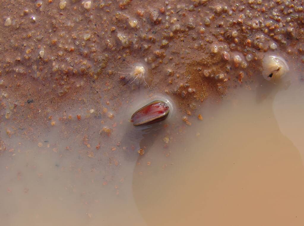 Clam Shrimp (class Branchiopoda, order/suborder Spinicaudata), Ilparpa Claypans, Central Australia
