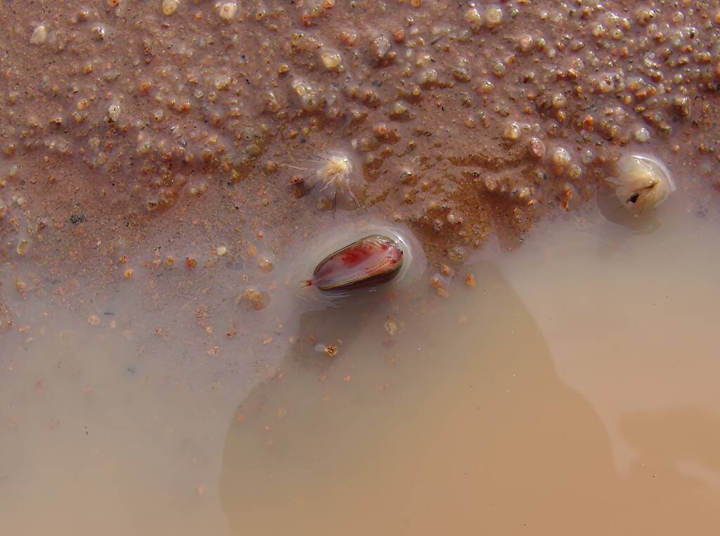 Clam Shrimp (class Branchiopoda, order/suborder Spinicaudata), Ilparpa Claypans, Central Australia
