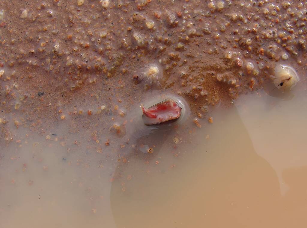 Clam Shrimp (class Branchiopoda, order/suborder Spinicaudata), Ilparpa Claypans, Central Australia