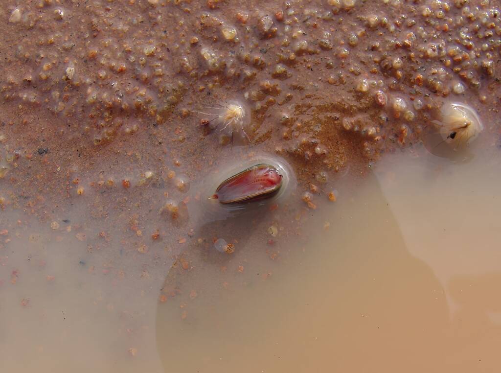 Clam Shrimp (class Branchiopoda, order/suborder Spinicaudata), Ilparpa Claypans, Central Australia