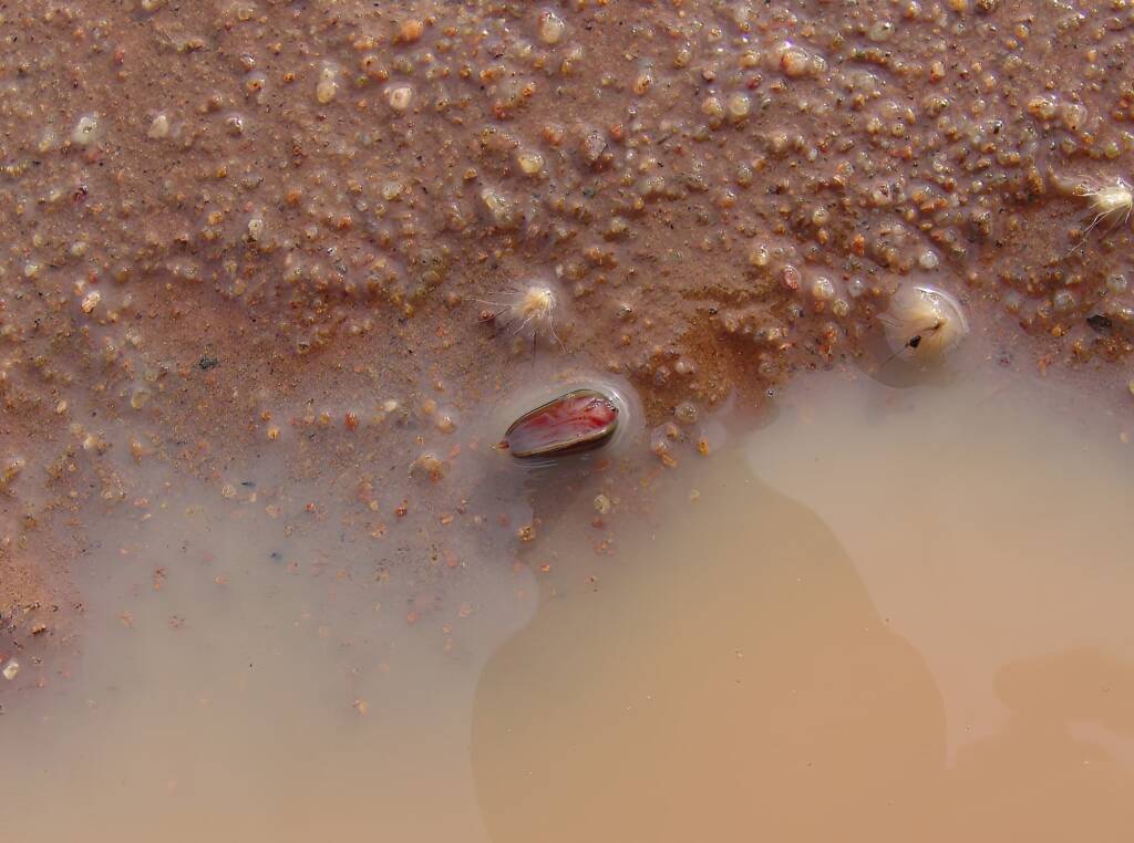 Clam Shrimp (class Branchiopoda, order/suborder Spinicaudata), Ilparpa Claypans, Central Australia