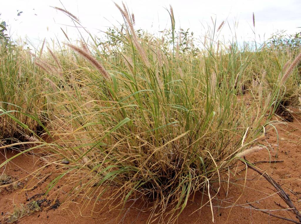 Buffel Grass (Cenchrus ciliaris), Ilparpa Claypans, Alice Springs NT