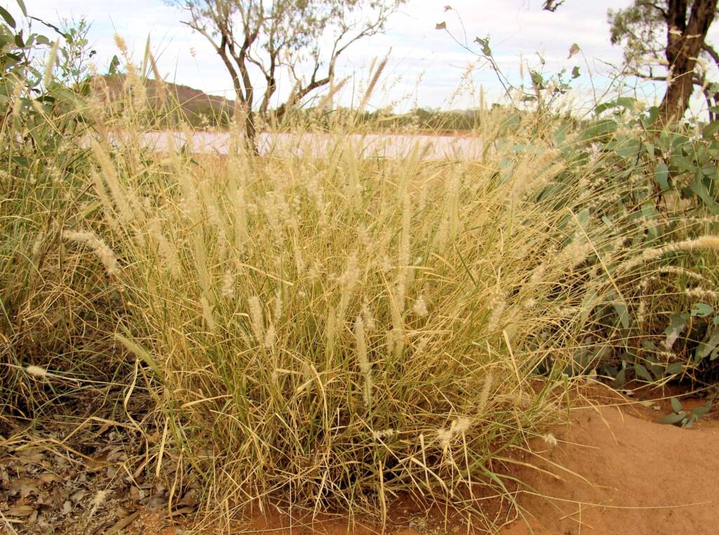 Buffel Grass (Cenchrus ciliaris), Ilparpa Claypans, Alice Springs NT