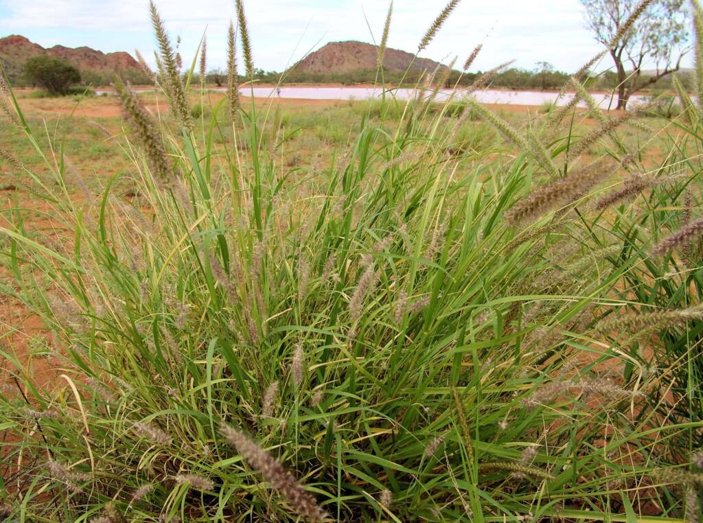 Buffel Grass (Cenchrus ciliaris), Ilparpa Claypans, Alice Springs NT
