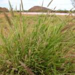 Buffel Grass (Cenchrus ciliaris), Ilparpa Claypans, Alice Springs NT