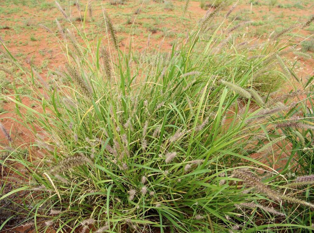 Buffel Grass (Cenchrus ciliaris), Ilparpa Claypans, Alice Springs NT