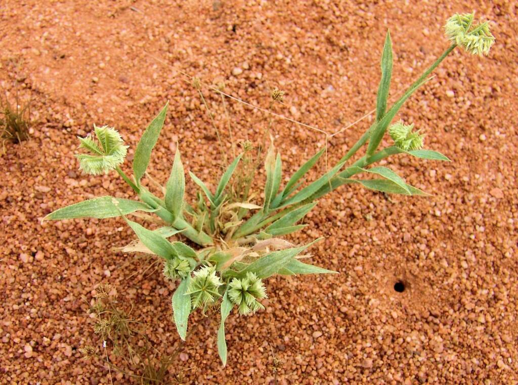 Button Grass (Dactyloctenium radulans), Ilparpa Claypans, NT