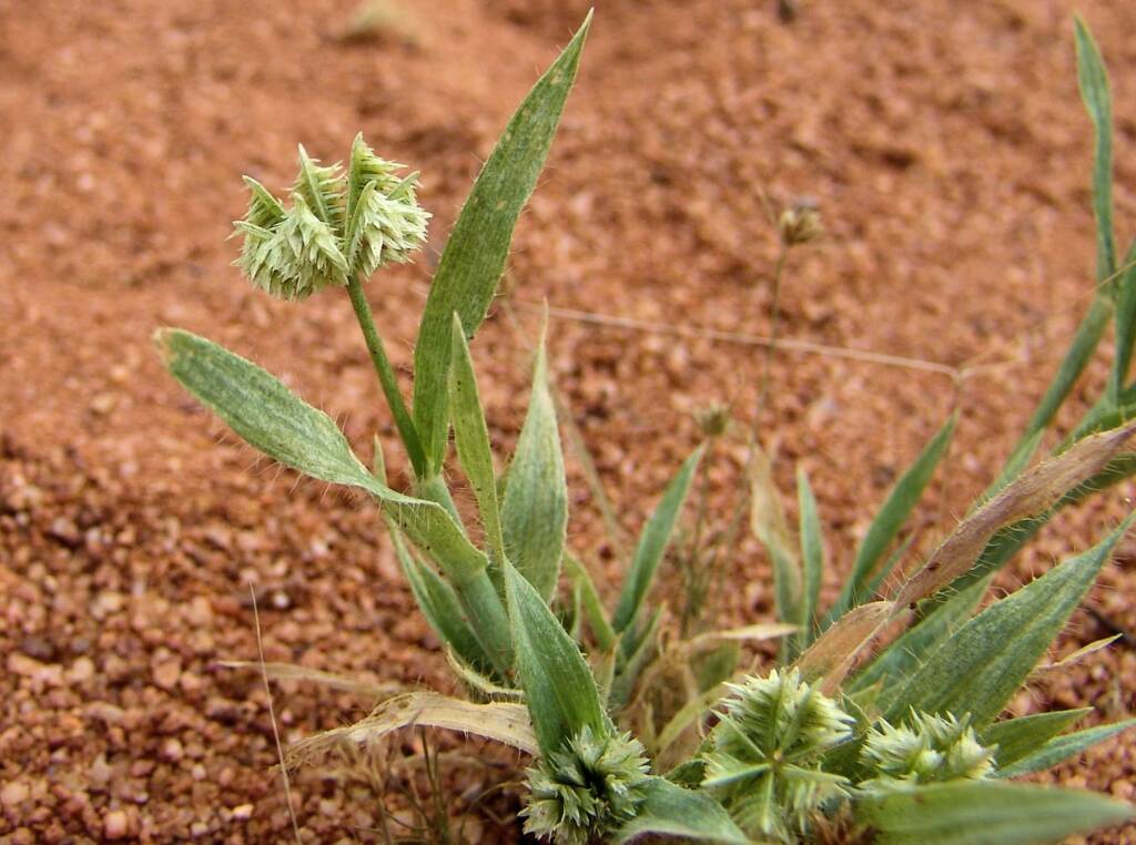 Button Grass (Dactyloctenium radulans), Ilparpa Claypans, NT