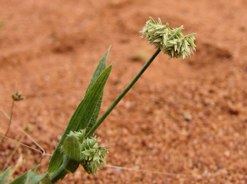 Button Grass (Dactyloctenium radulans), Ilparpa Claypans, NT