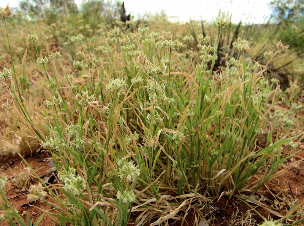 Button Grass (Dactyloctenium radulans), Ilparpa Claypans, NT