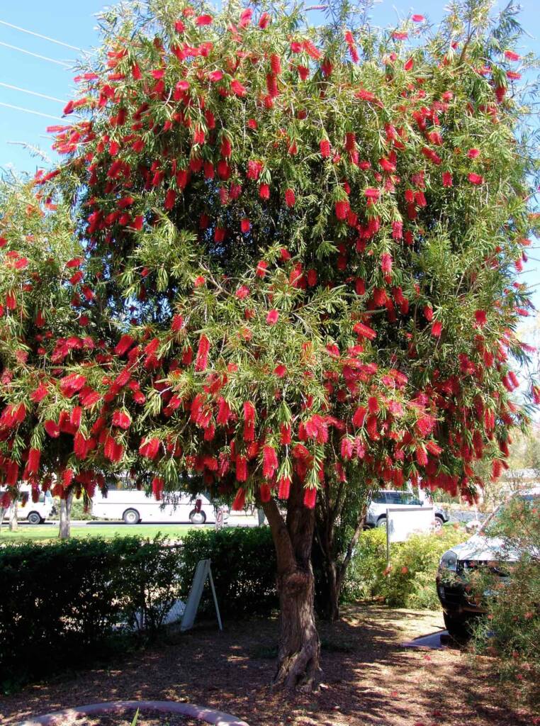 Weeping Bottlebrush (Callistemon viminalis), Alice Springs NT
