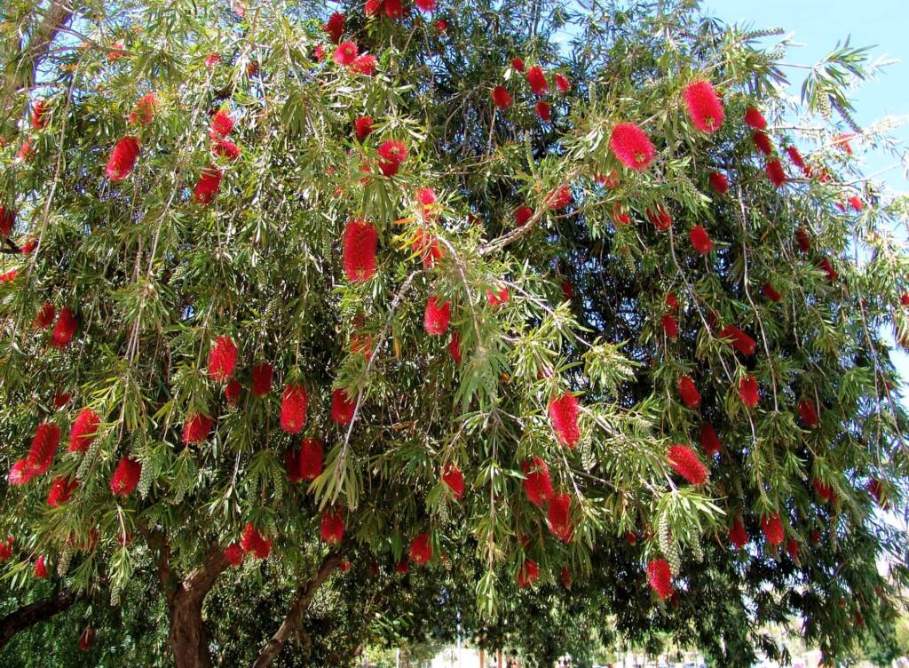 Weeping Bottlebrush (Callistemon viminalis), Alice Springs NT