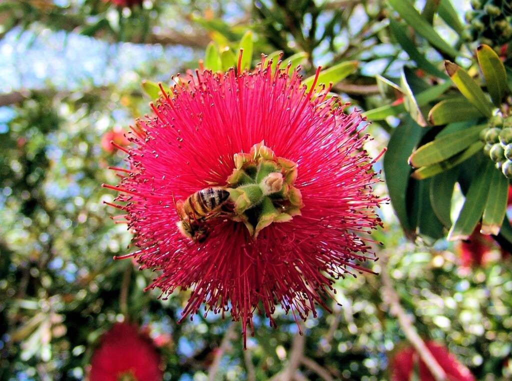 Weeping Bottlebrush (Callistemon viminalis), Alice Springs NT