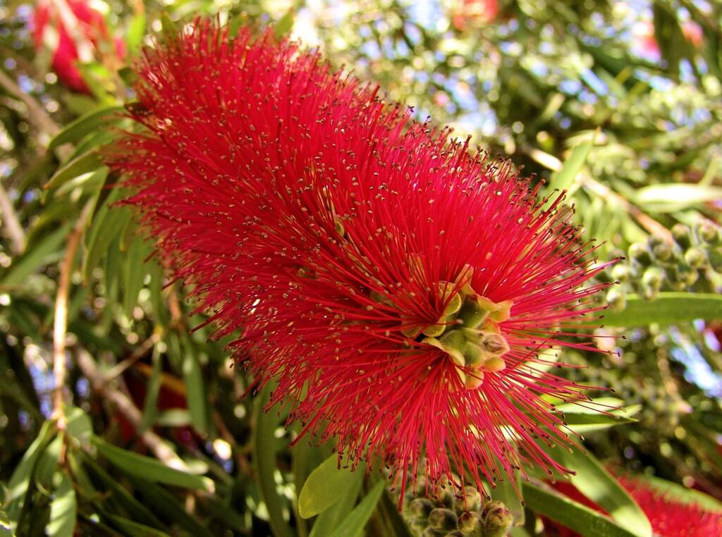 Weeping Bottlebrush (Callistemon viminalis), Alice Springs NT