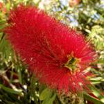 Weeping Bottlebrush (Callistemon viminalis), Alice Springs NT