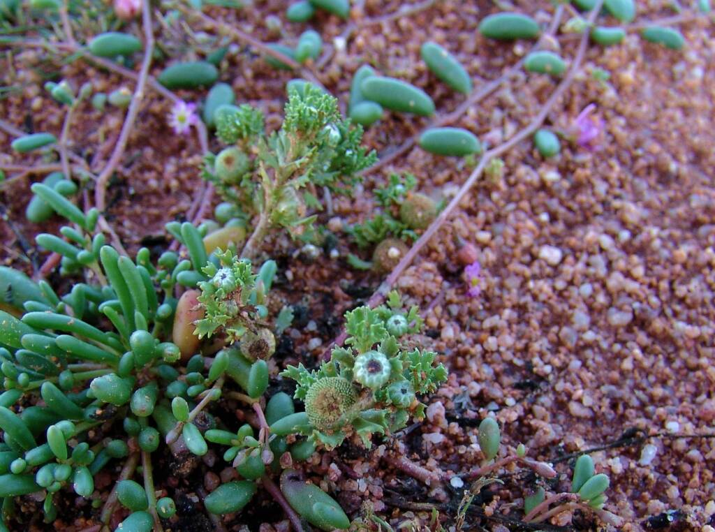 Centipeda crateriformis, Ilparpa Claypans NT