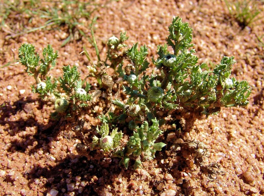 Centipeda crateriformis, Ilparpa Claypans NT