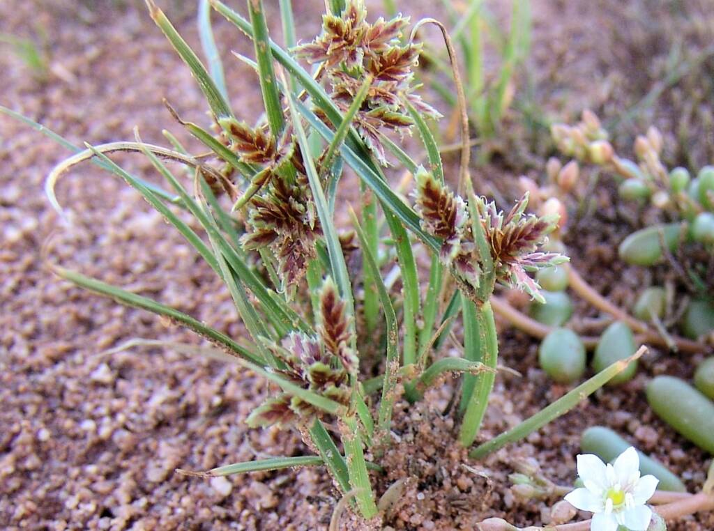 Cyperus sp., Ilparpa Claypans, Alice Springs NT