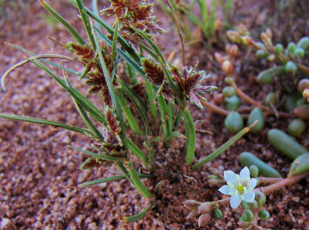 Cyperus sp., Ilparpa Claypans, Alice Springs NT