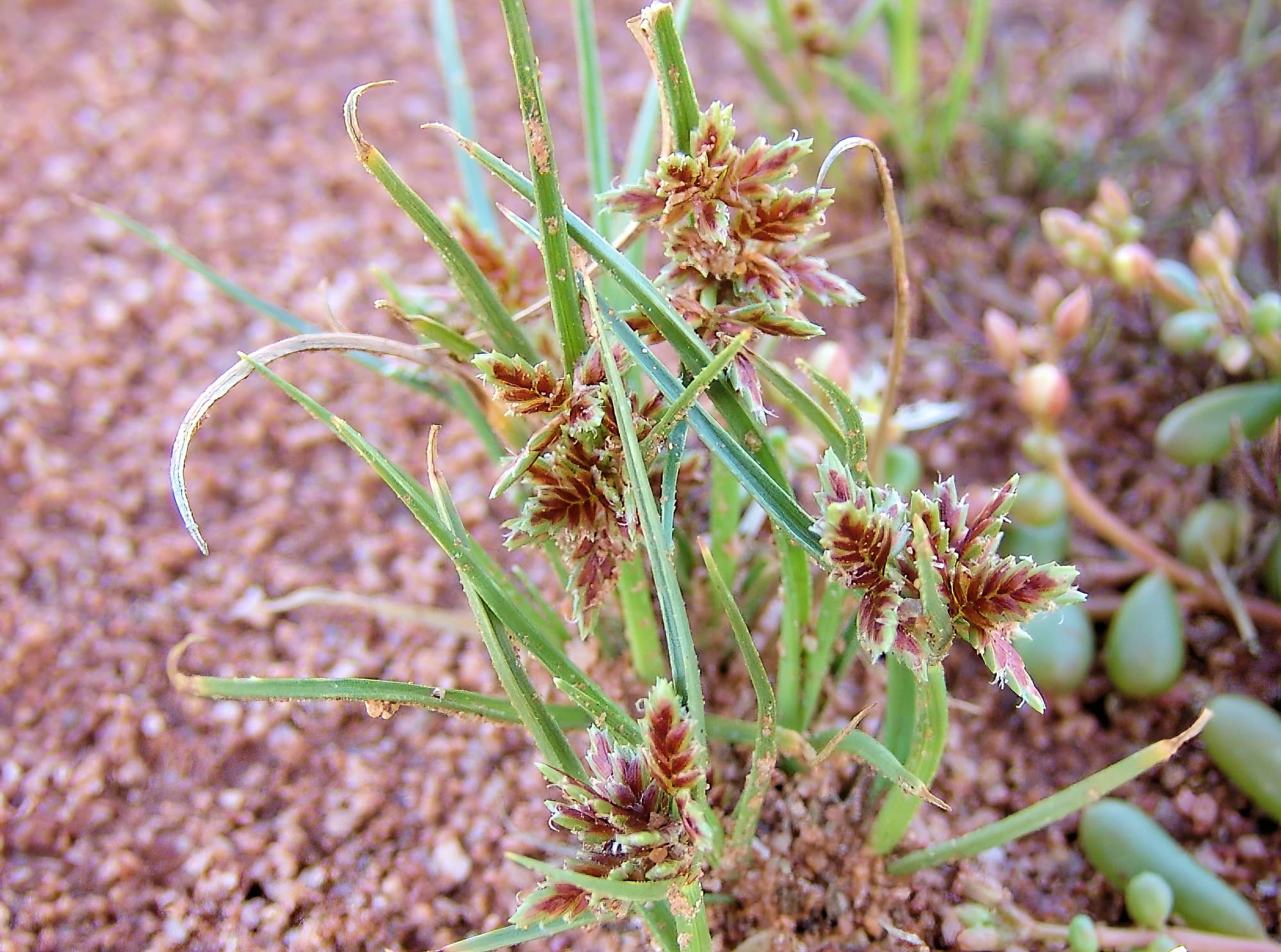 Cyperus sp., Ilparpa Claypans, Alice Springs NT